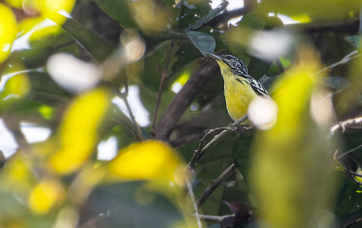 Yellow-throated Antwren - ML579447591