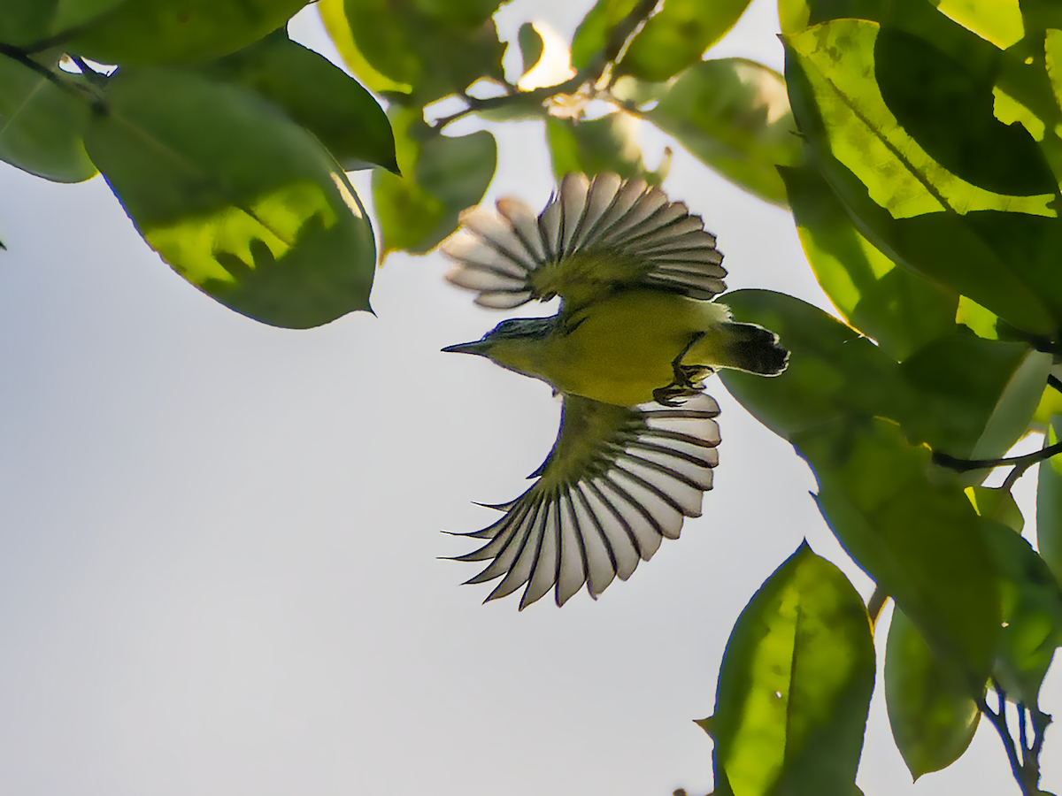 Yellow-throated Antwren - ML579447601