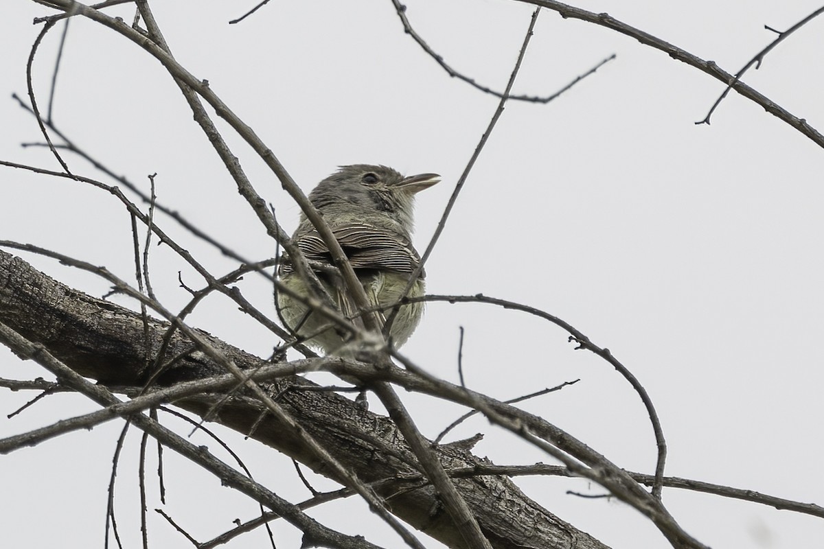 Bell's Vireo (Least) - ML579447711