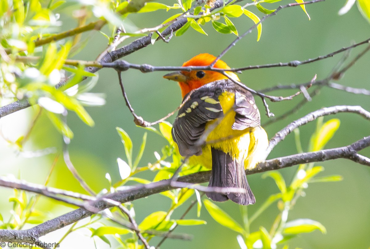 Western Tanager - ML579447951