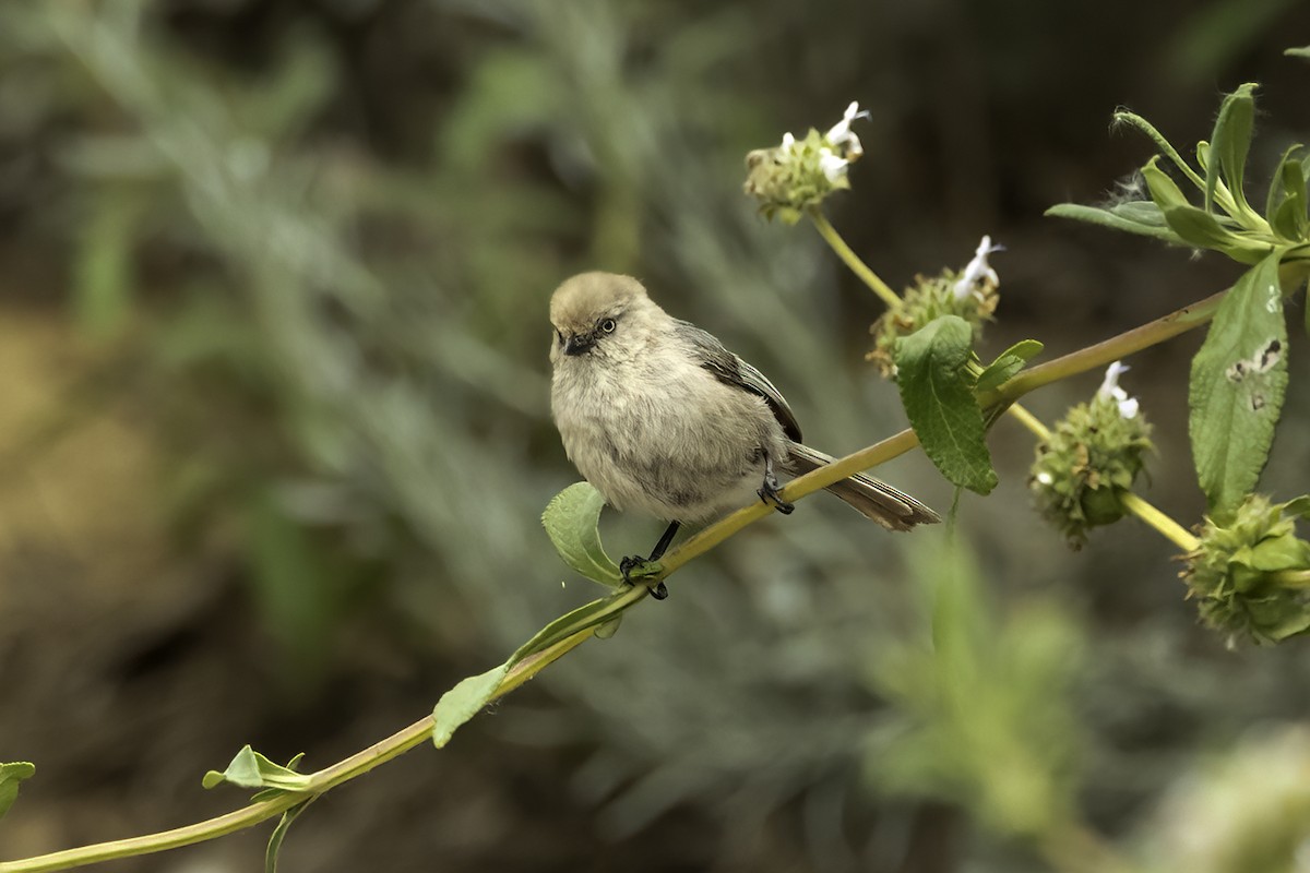 Bushtit - ML579447981