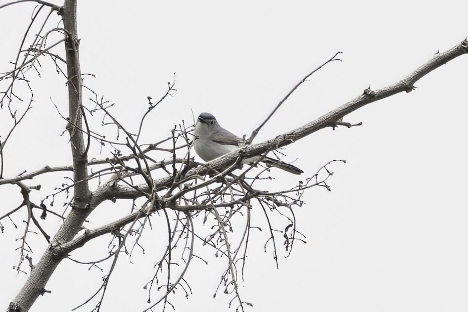 Blue-gray Gnatcatcher - Kathryn McGiffen