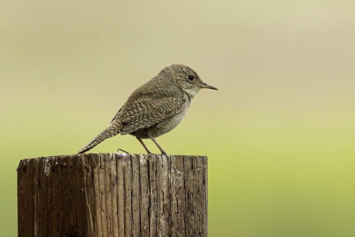 House Wren - ML579448281