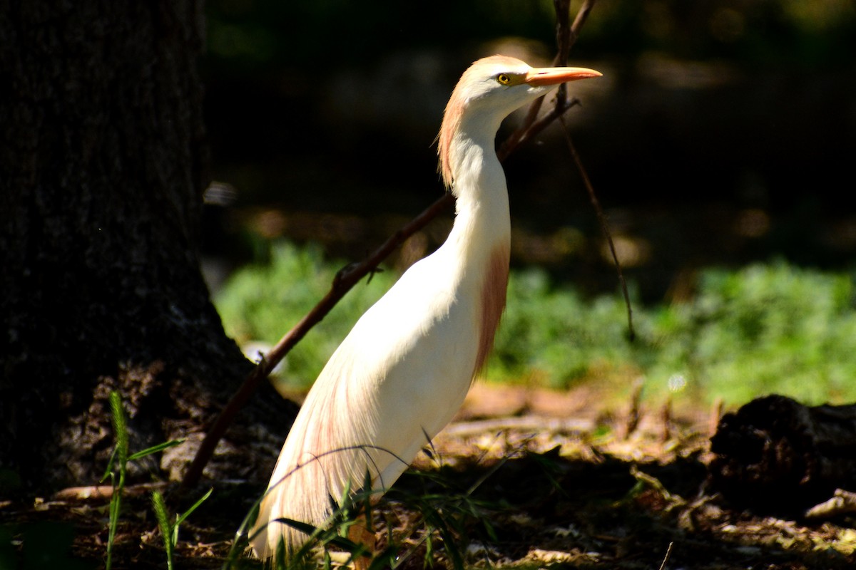 Чапля єгипетська (підвид ibis) - ML579448321