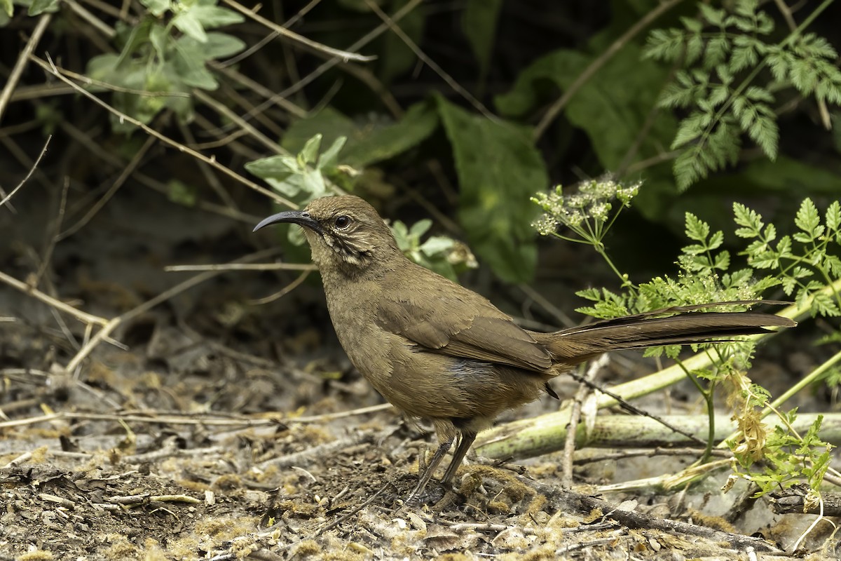 California Thrasher - Kathryn McGiffen