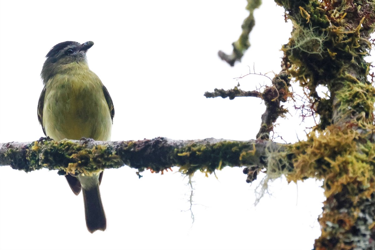 Black-capped Tyrannulet - ML579448491