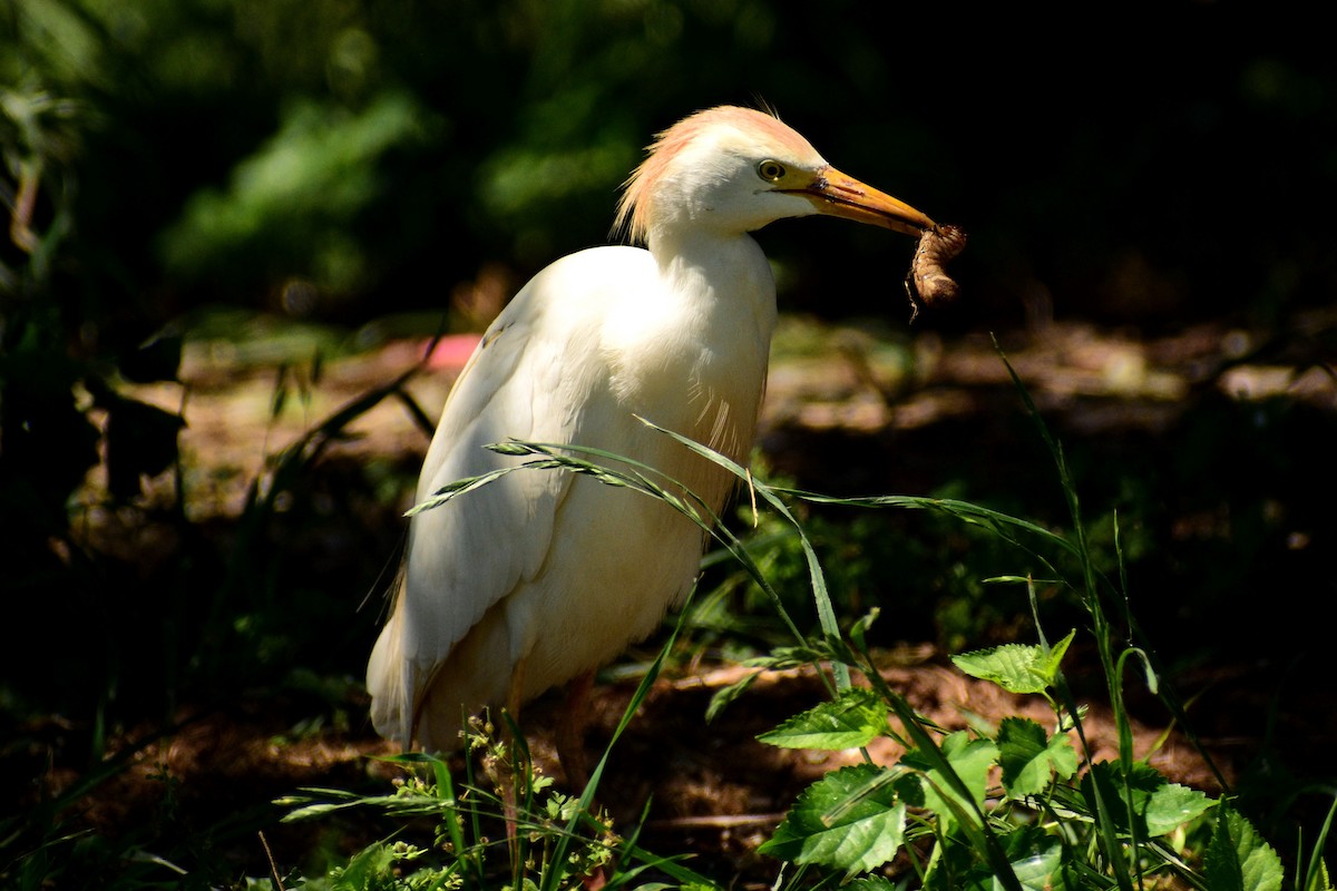 Египетская цапля (ibis) - ML579448541