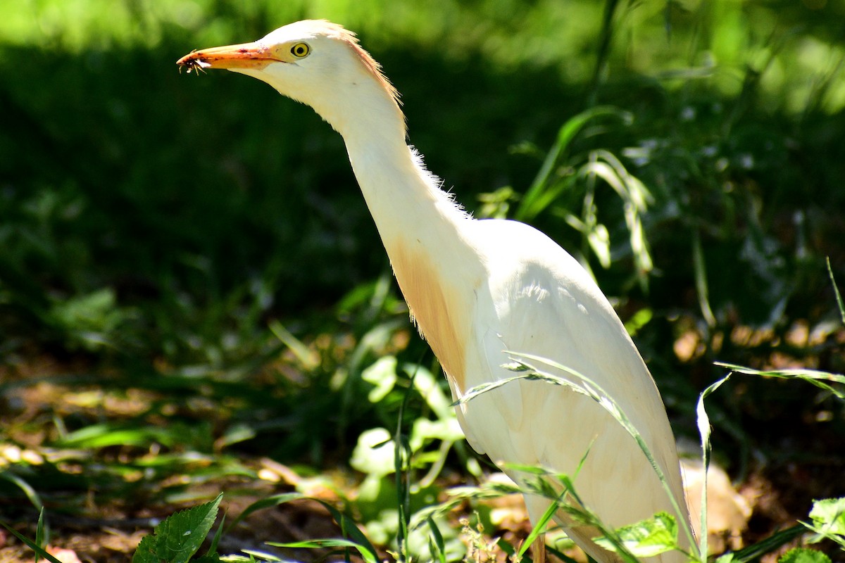 Чапля єгипетська (підвид ibis) - ML579448781