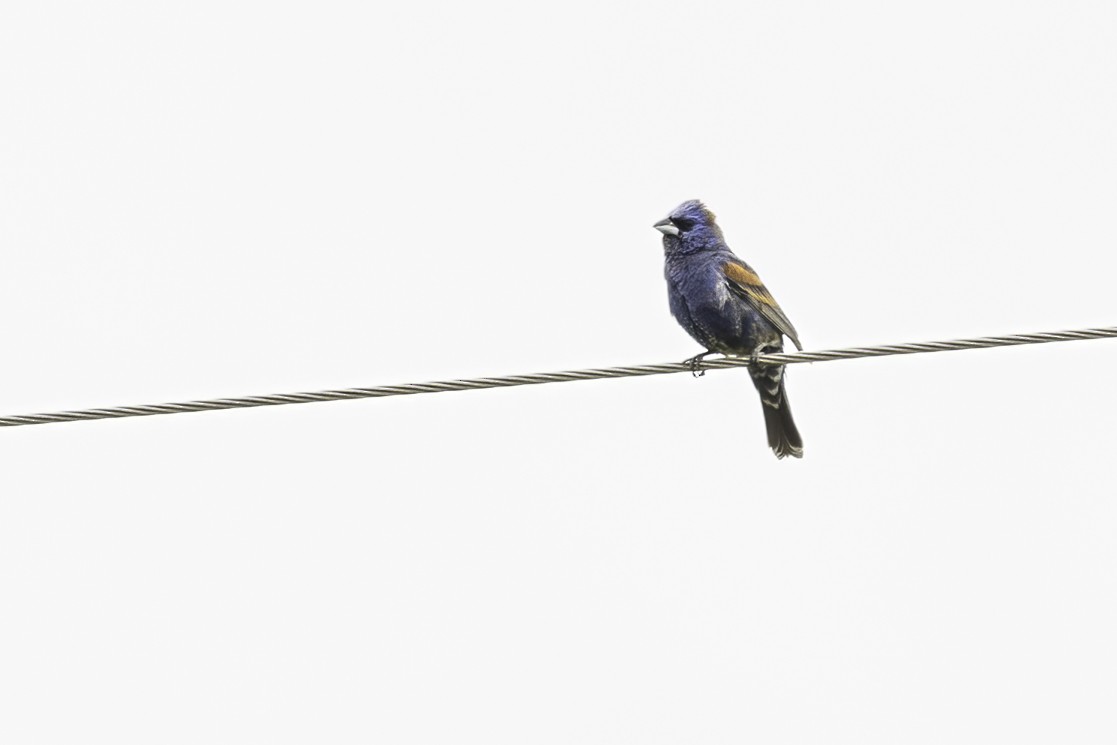 Blue Grosbeak - ML579448921