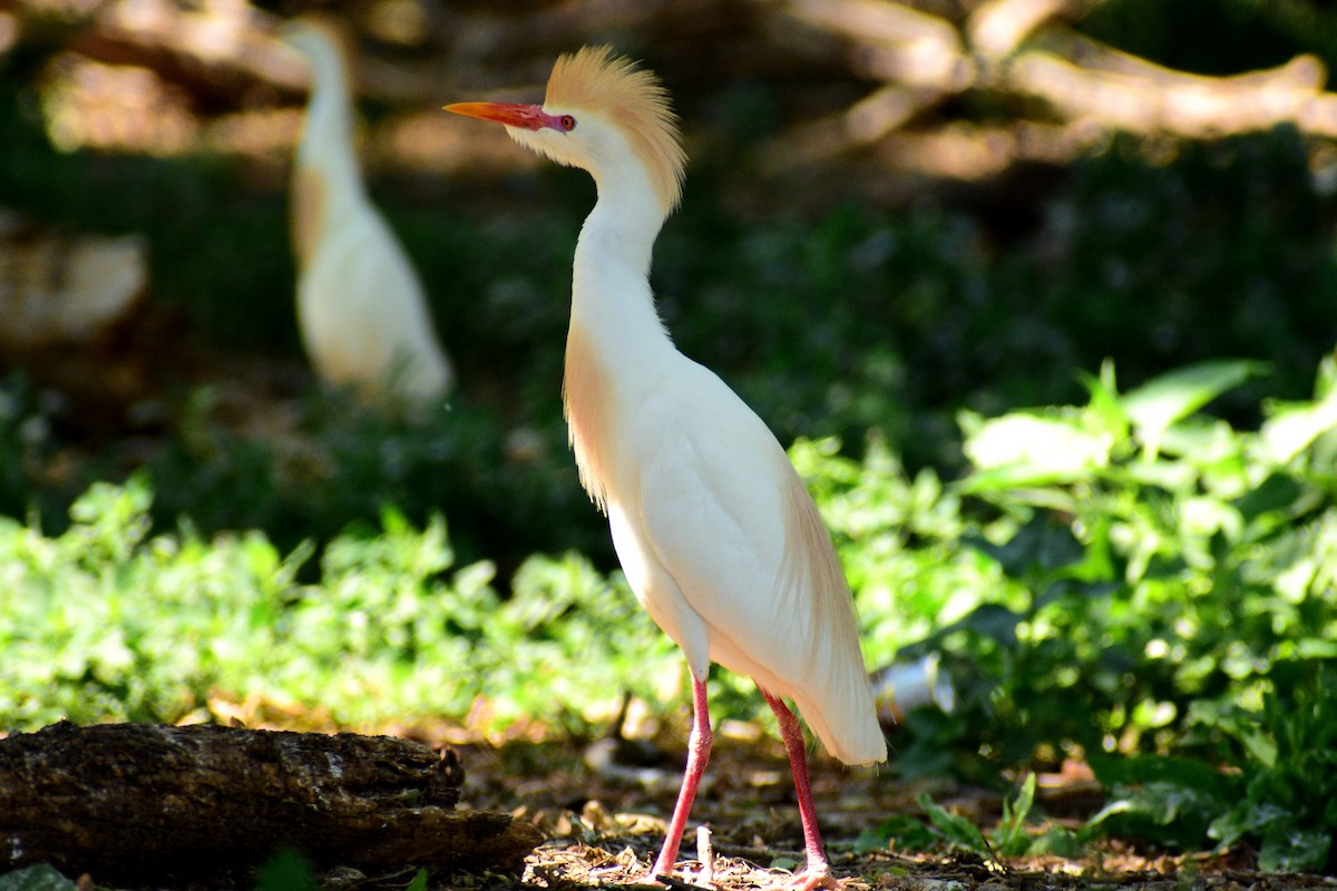 Чапля єгипетська (підвид ibis) - ML579449001