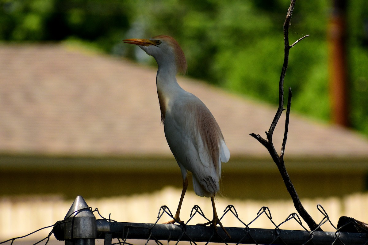 Чапля єгипетська (підвид ibis) - ML579449591