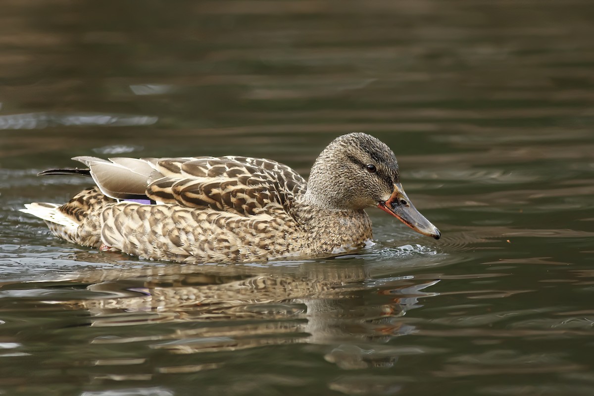 Canard colvert - ML579450061