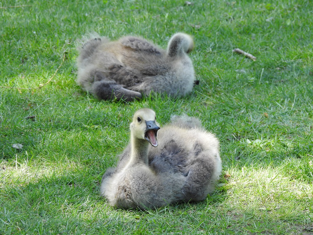 Canada Goose - ML579450141