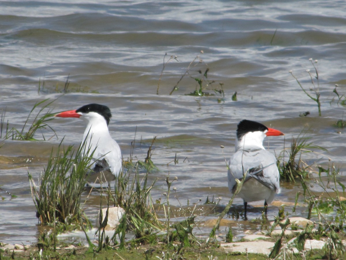 Caspian Tern - ML57945061