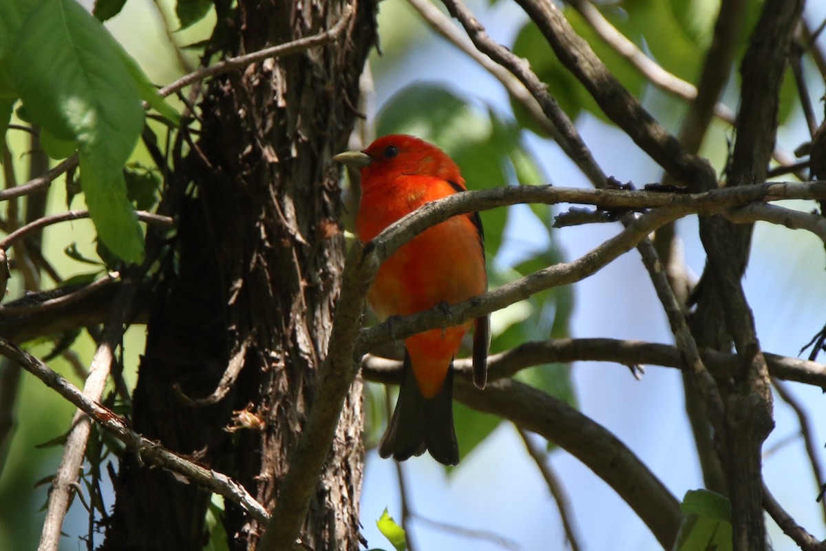 Scarlet Tanager - Brad Carlson