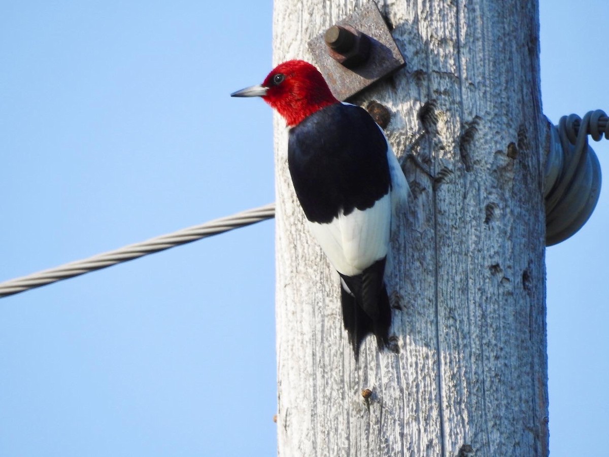 Red-headed Woodpecker - ML579450801