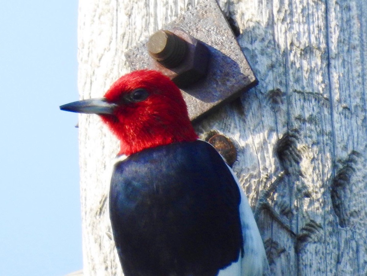 Red-headed Woodpecker - ML579450811