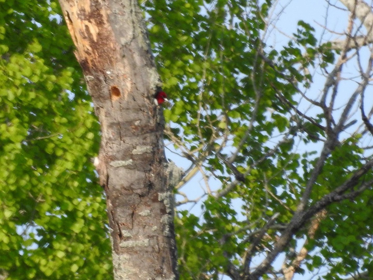 Red-headed Woodpecker - ML579450821