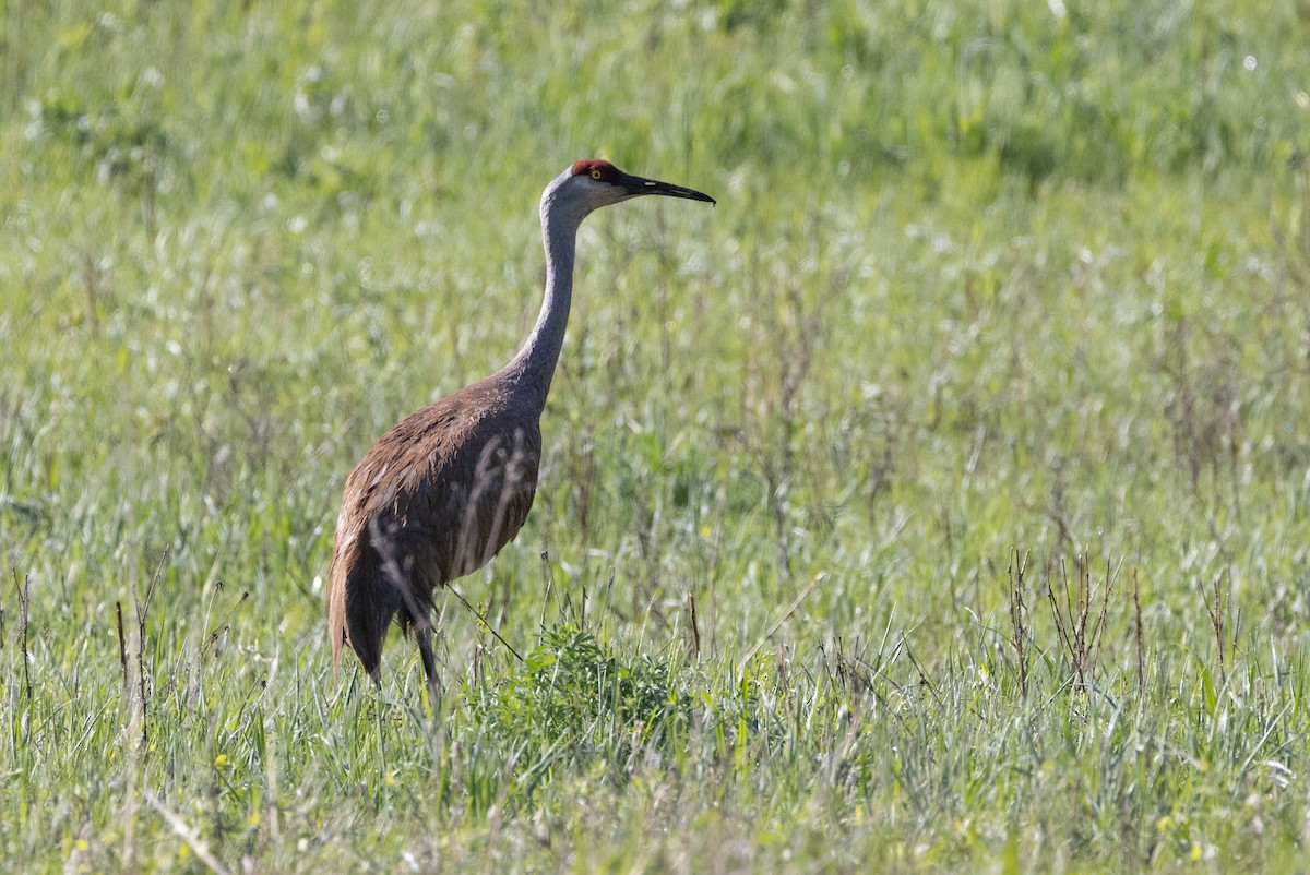 Sandhill Crane - John Reynolds