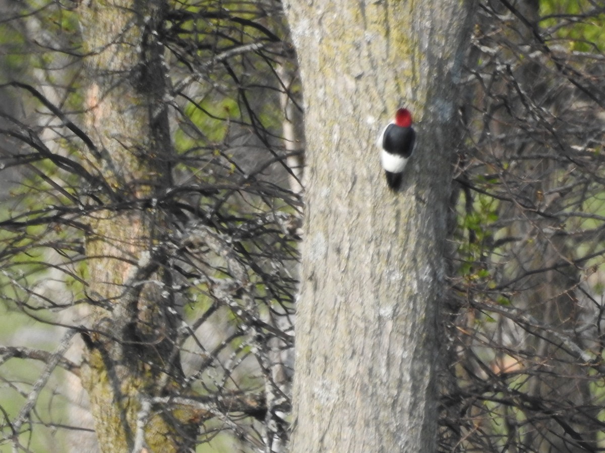 Red-headed Woodpecker - ML579451151