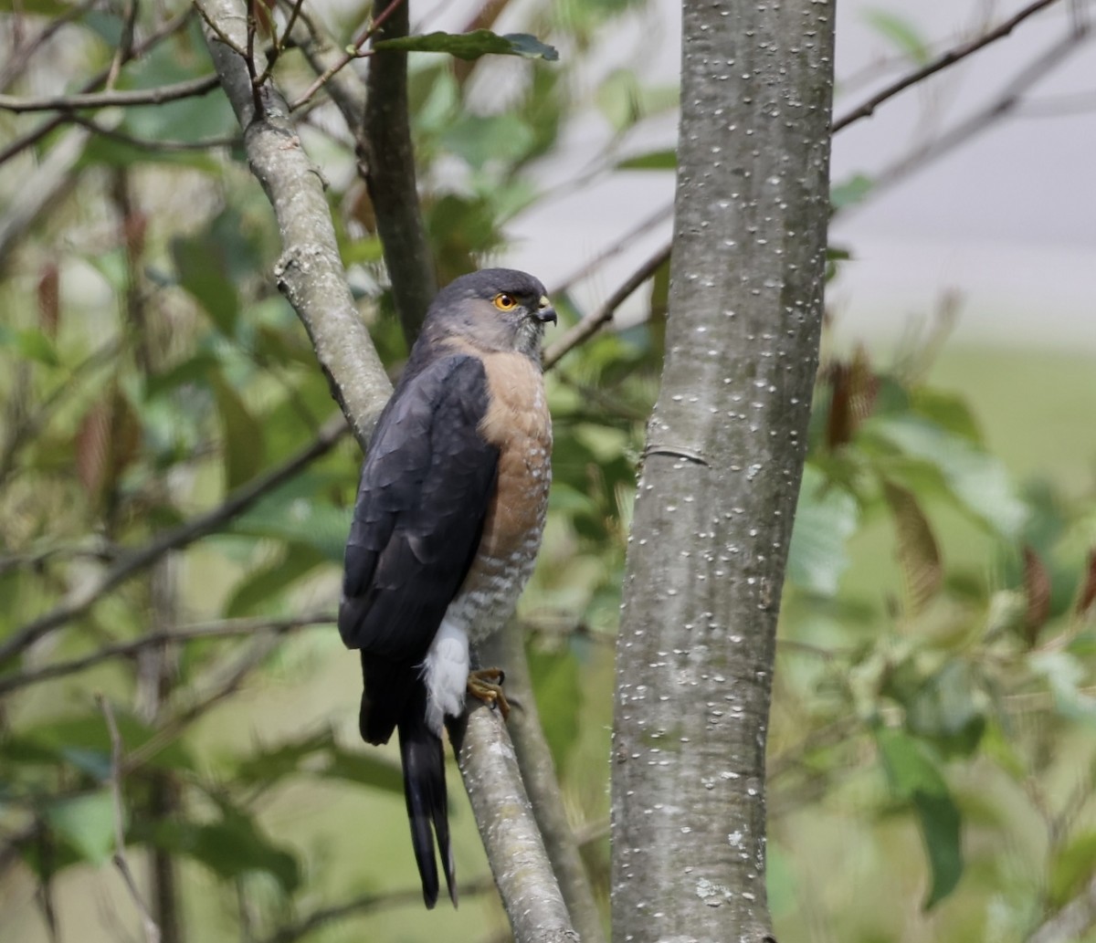 Eurasian Sparrowhawk - Kay Burkett