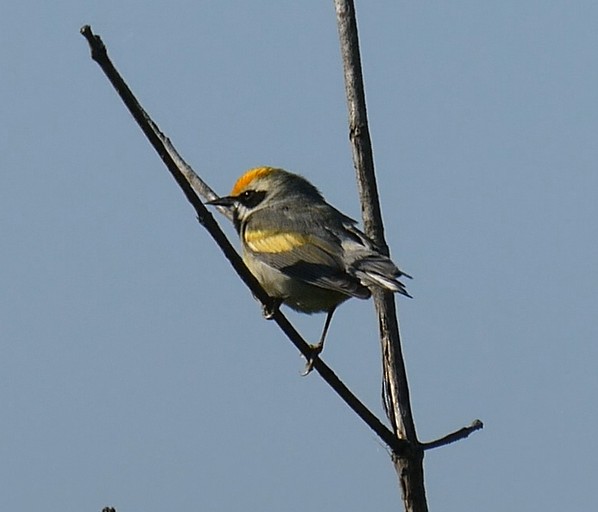 Golden-winged Warbler - ML579451411