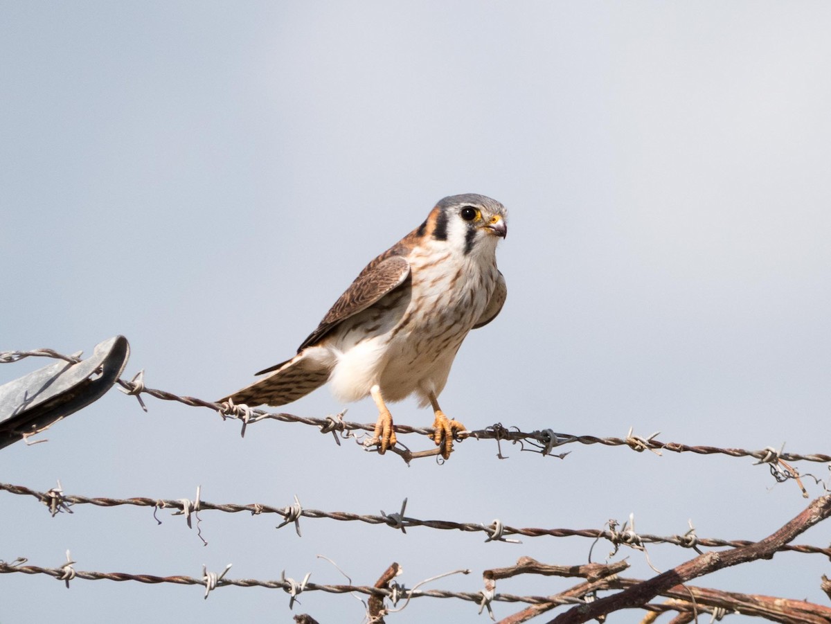 American Kestrel - Livia .