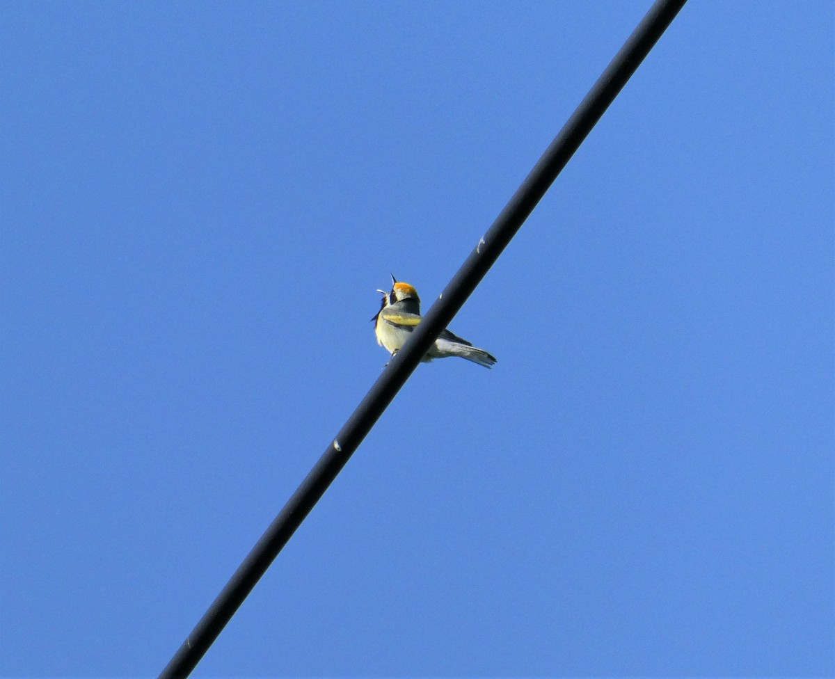 Golden-winged Warbler - ML579451451