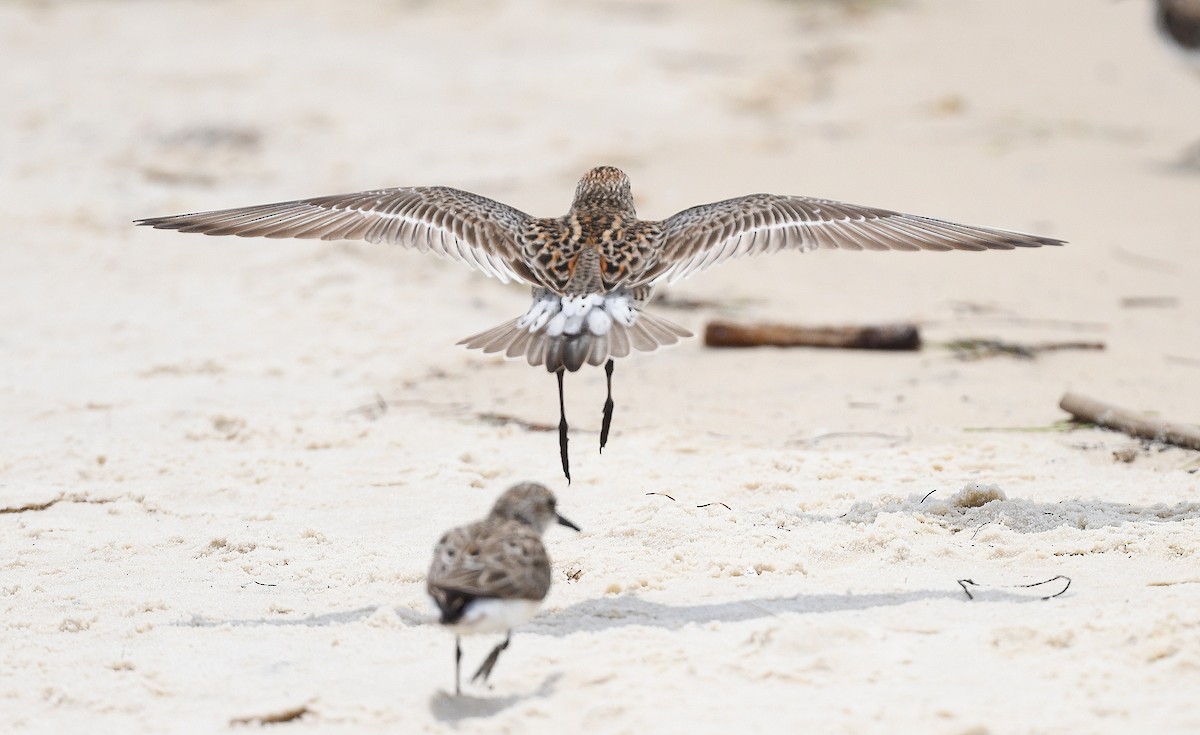 White-rumped Sandpiper - Elizabeth Hawkins