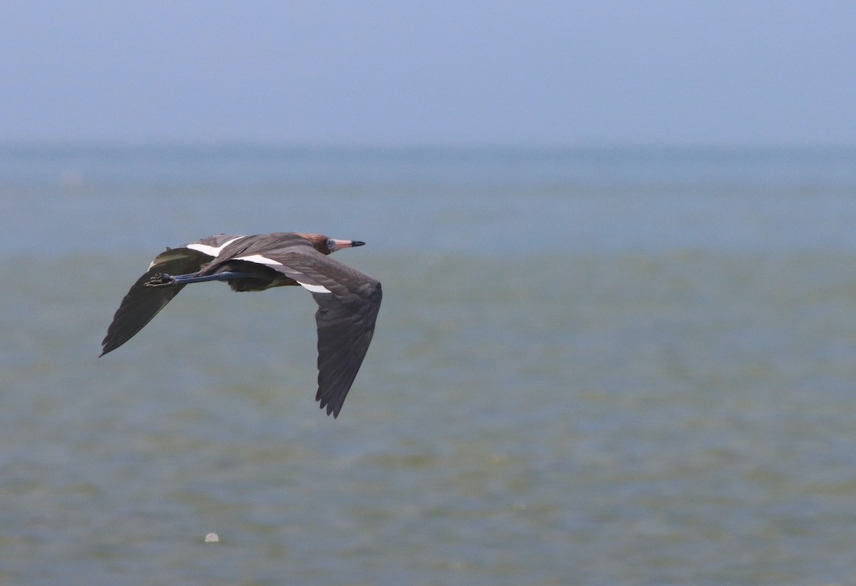 Reddish Egret - teagan gonzales