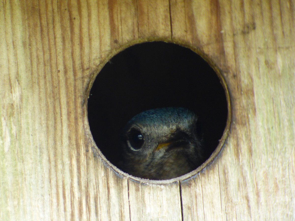 Eastern Bluebird - Kevin Rohling