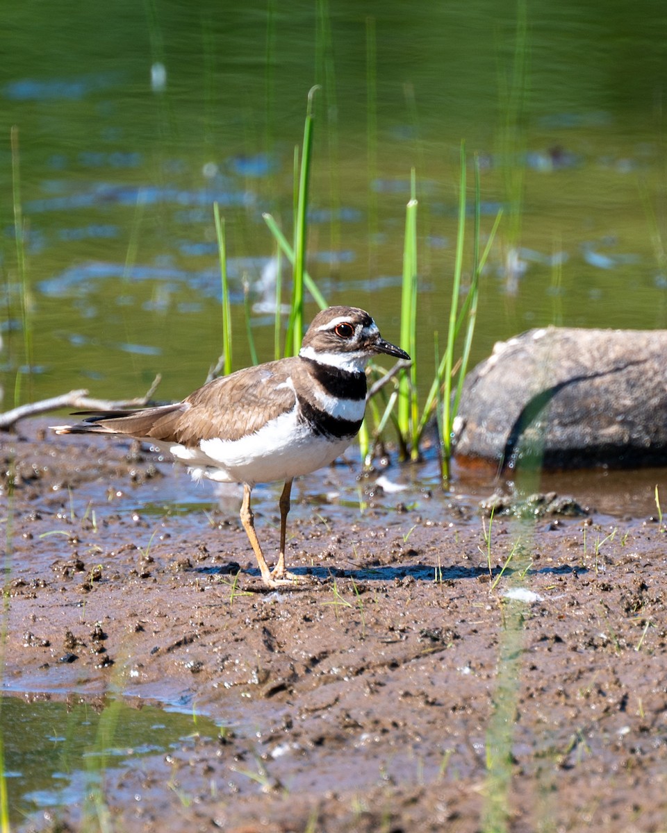 Killdeer - ML579453231