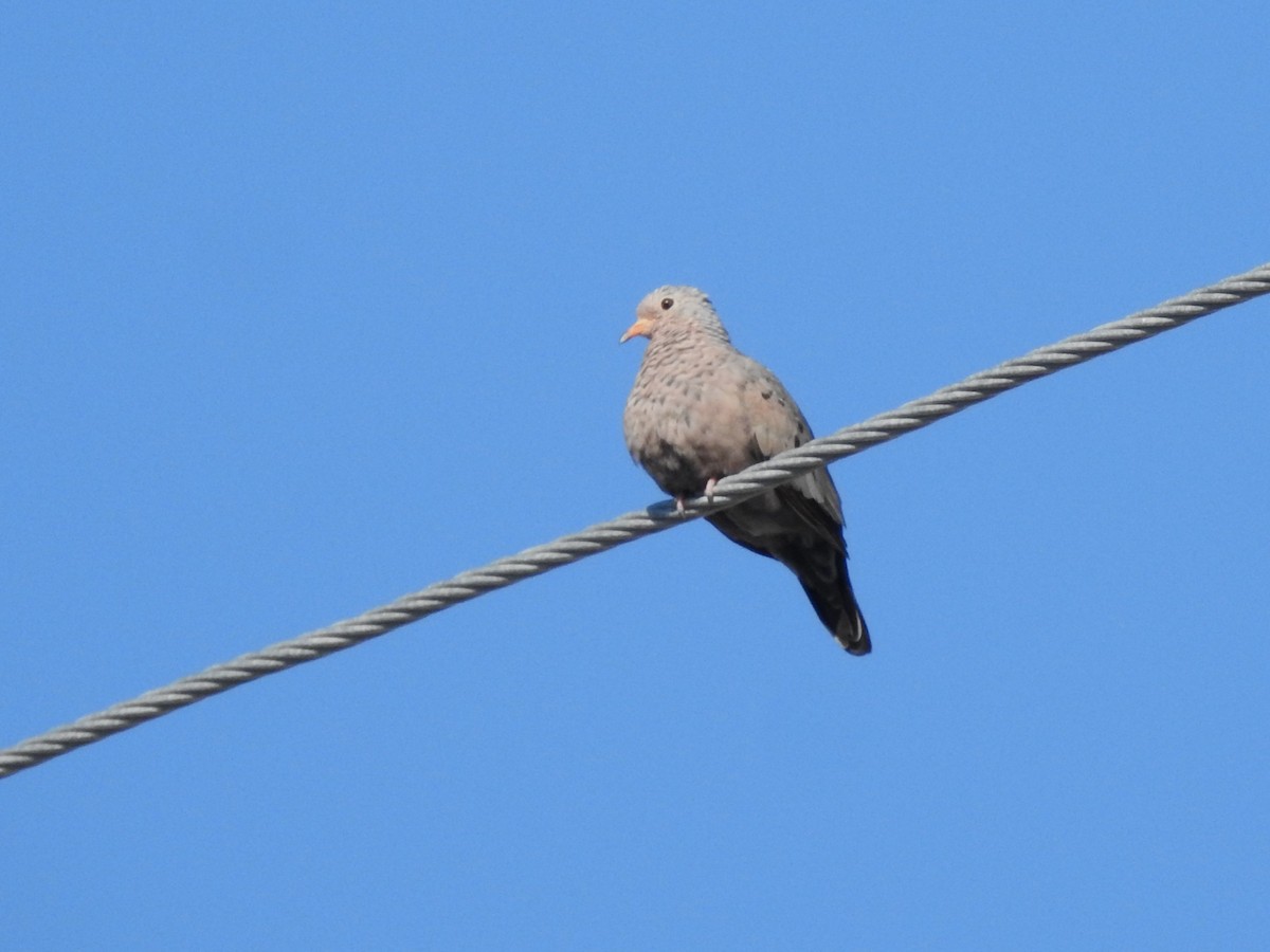 Common Ground Dove - Tyler Stewart