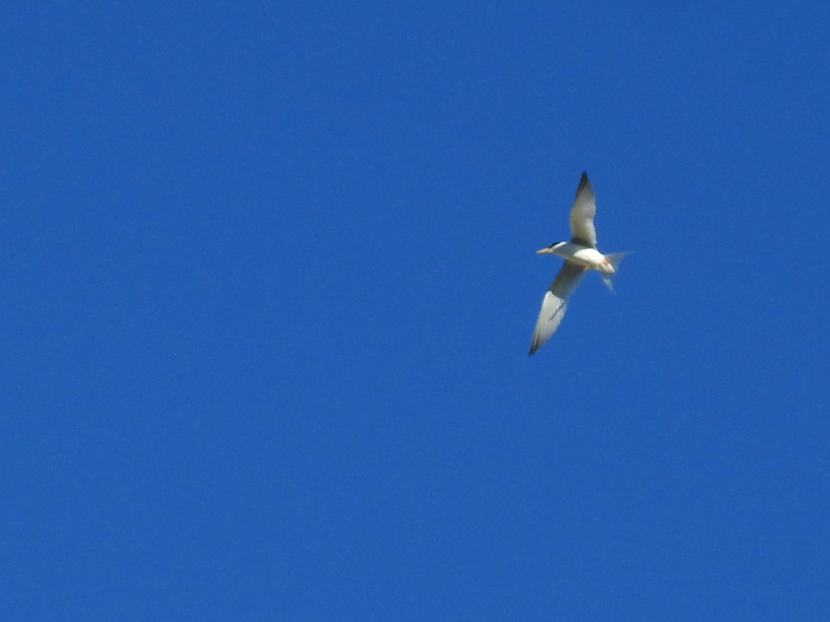 Least Tern - Tyler Stewart