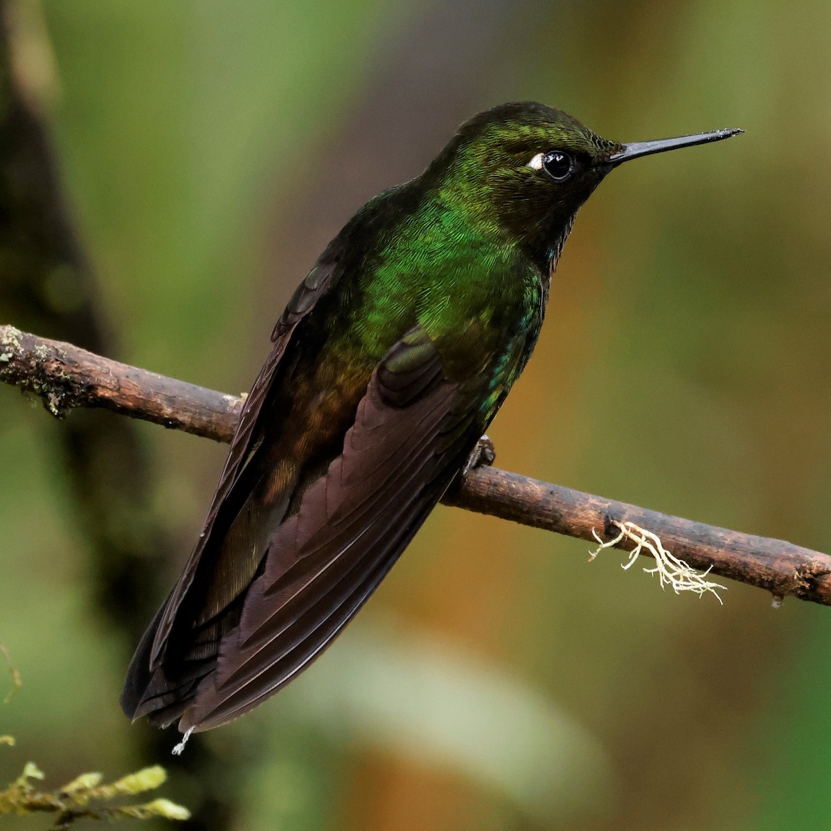 Colibrí Lucero - ML579454181