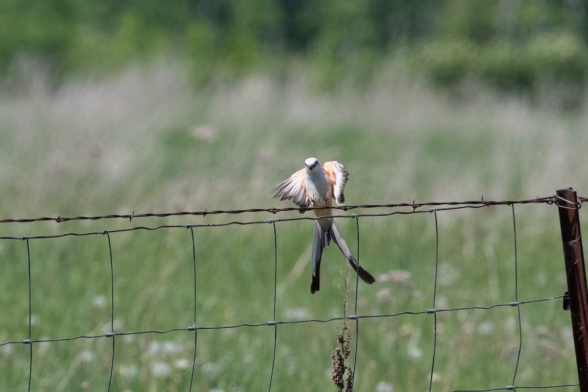 Scissor-tailed Flycatcher - Cory Gregory