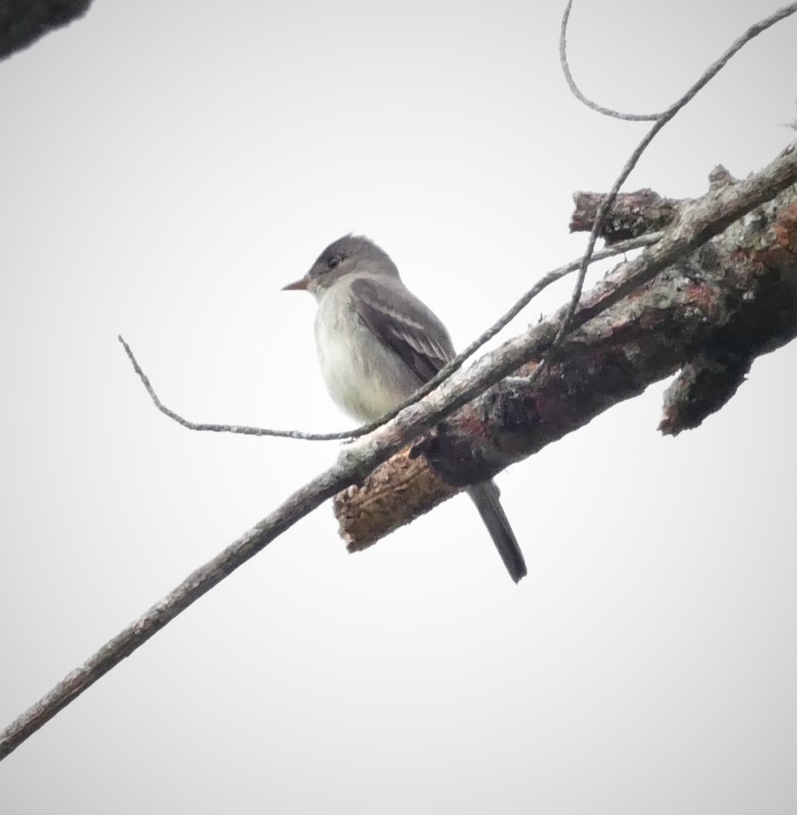 new world flycatcher sp. - ML579456521