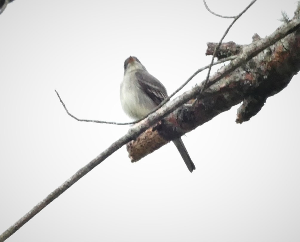 new world flycatcher sp. - ML579456701