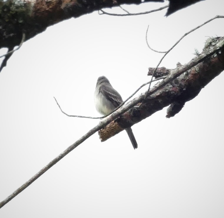 new world flycatcher sp. - ML579456851