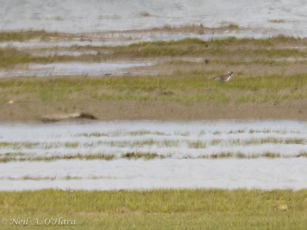 Semipalmated Plover - ML579457311