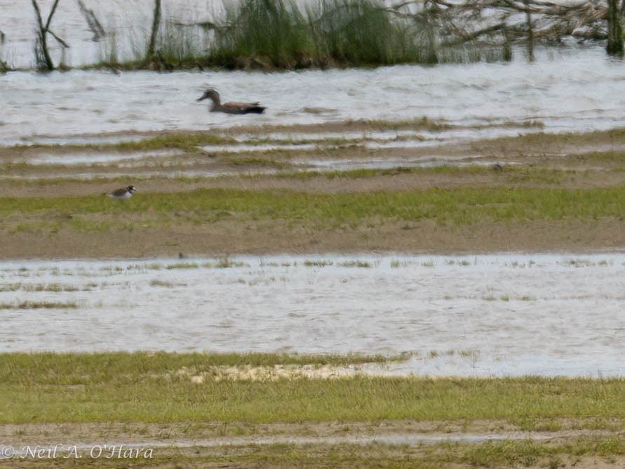 Semipalmated Plover - ML579457331