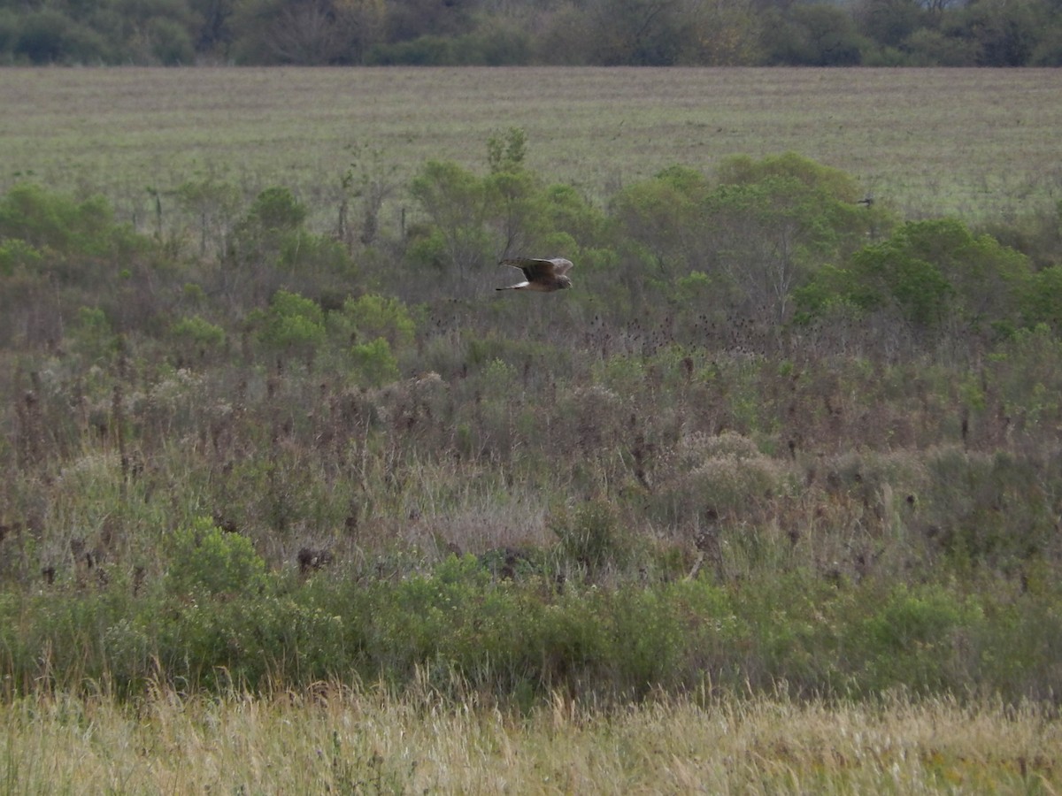 Cinereous Harrier - Lucas Villafañe 🐾