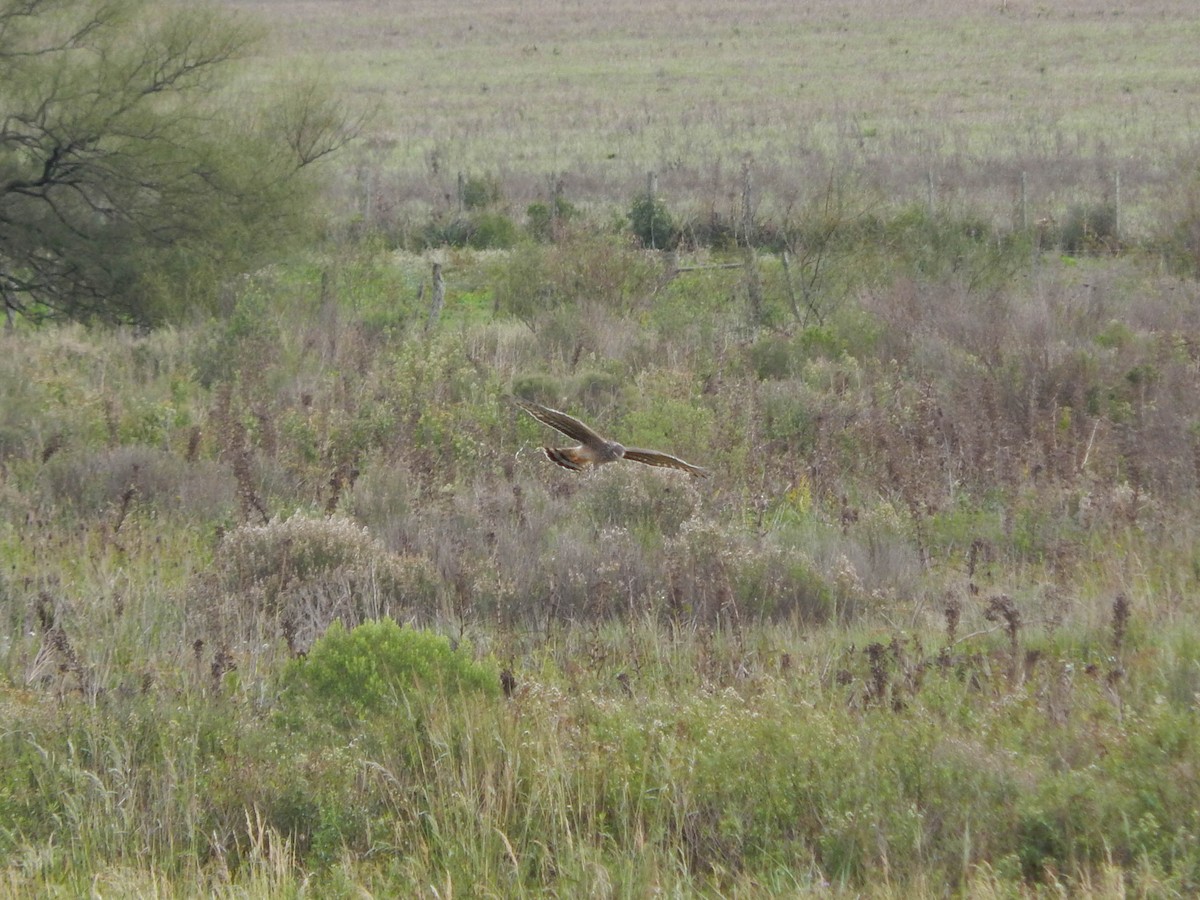 Cinereous Harrier - ML579457671