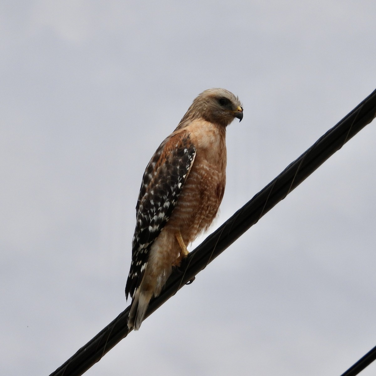 Red-shouldered Hawk - ML579458471