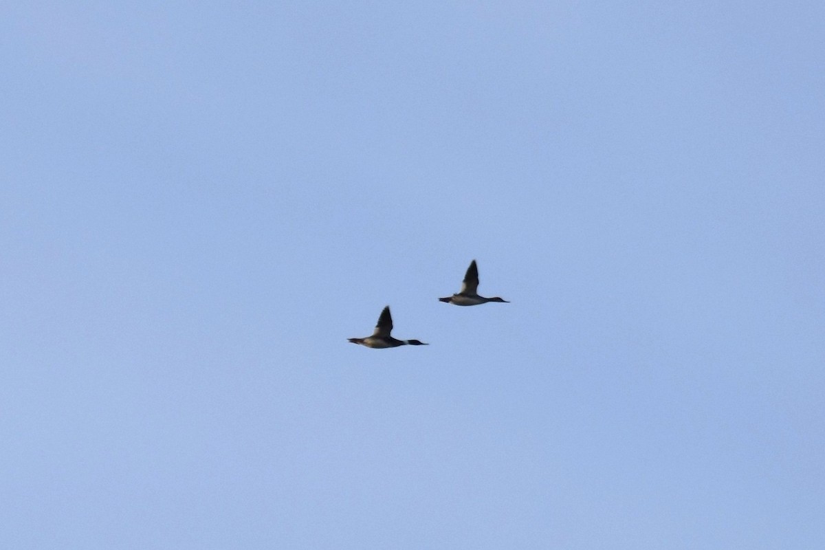 Red-breasted Merganser - ML579458781