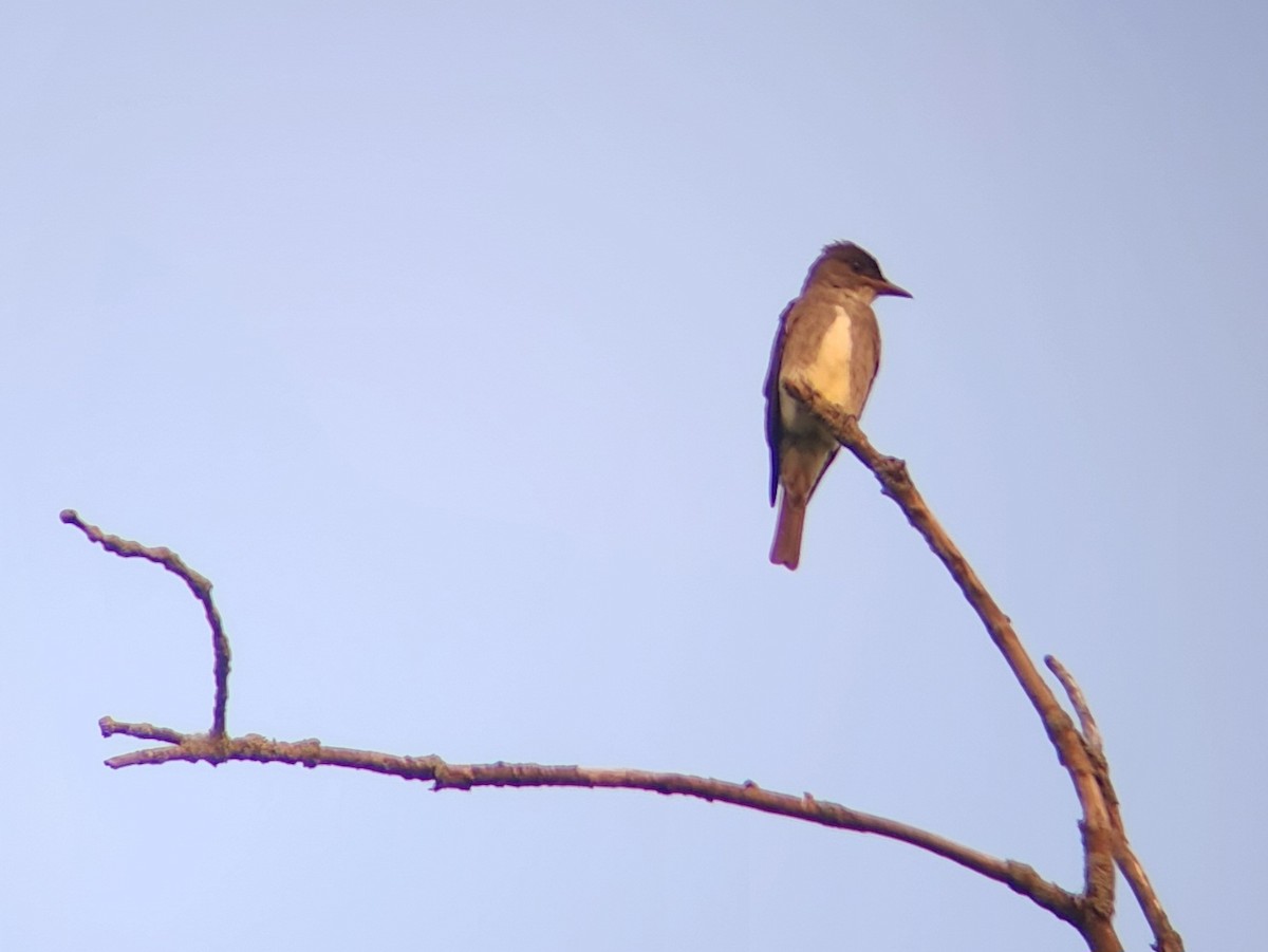 Olive-sided Flycatcher - Tom Kerr