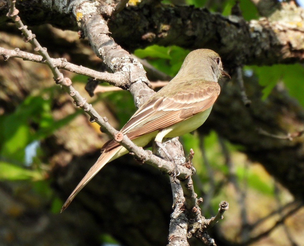 Great Crested Flycatcher - ML579459991