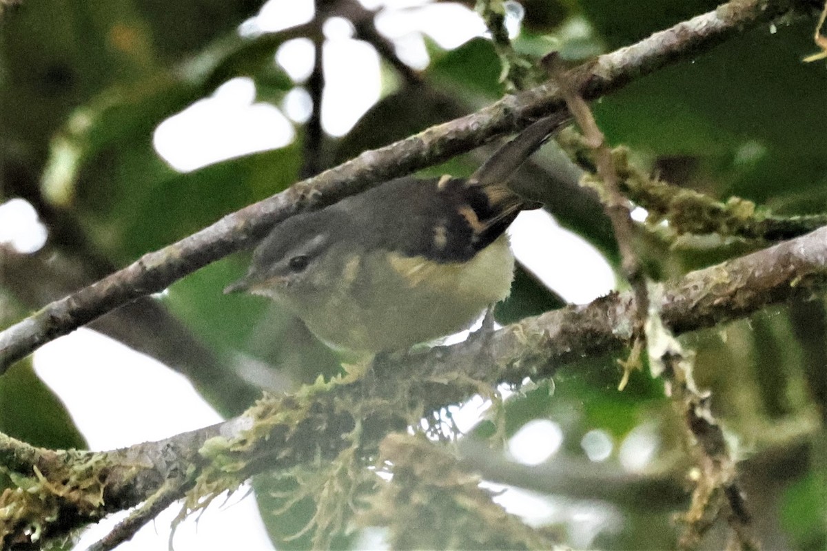 Sulphur-bellied Tyrannulet - ML579462251