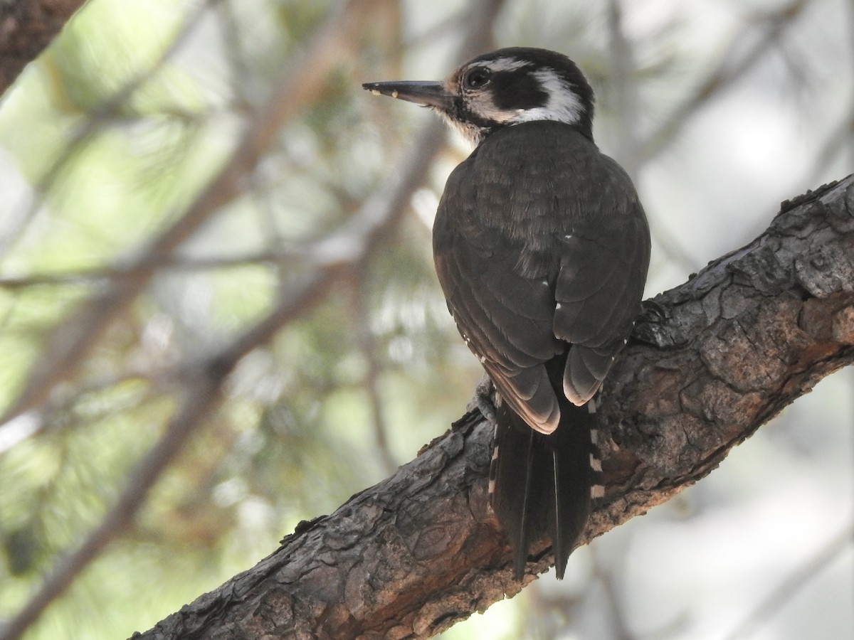 Arizona Woodpecker - ML579462681
