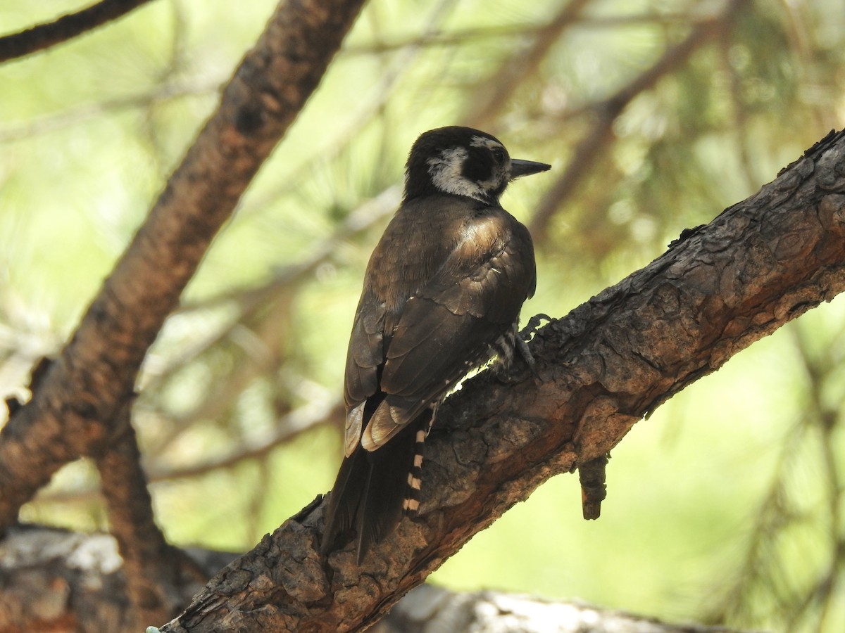 Arizona Woodpecker - ML579462701